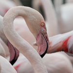 flamingo wildlife Cyprus